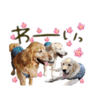 N家のさんにん（個別スタンプ：11）