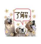 N家のさんにん（個別スタンプ：13）
