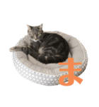 こたりん1（個別スタンプ：1）