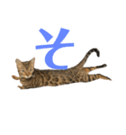 こたりん1（個別スタンプ：4）