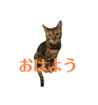 こたりん1（個別スタンプ：11）