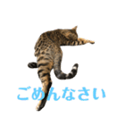 こたりん1（個別スタンプ：14）
