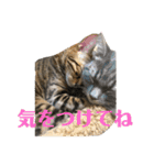 こたりん1（個別スタンプ：23）
