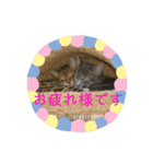 こたりん1（個別スタンプ：24）