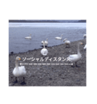 Hokkaido 白鳥（個別スタンプ：1）