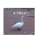 Hokkaido 白鳥（個別スタンプ：2）