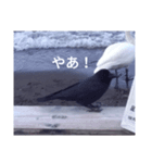 Hokkaido 白鳥（個別スタンプ：4）