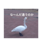 Hokkaido 白鳥（個別スタンプ：6）