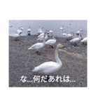 Hokkaido 白鳥（個別スタンプ：8）