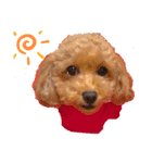 トイプードルワンコ（個別スタンプ：1）