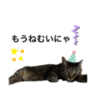キジトラたま（個別スタンプ：3）