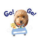 トイプードルワンコ2（個別スタンプ：6）