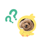 トイプードルワンコ2（個別スタンプ：8）