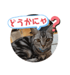 ルナくん3 アメリカンショートヘア（個別スタンプ：7）