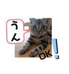 ルナくん3 アメリカンショートヘア（個別スタンプ：11）