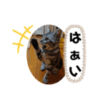 ルナくん3 アメリカンショートヘア（個別スタンプ：12）