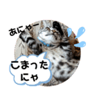 ルナくん3 アメリカンショートヘア（個別スタンプ：17）