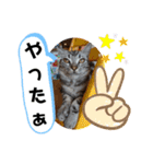 ルナくん3 アメリカンショートヘア（個別スタンプ：23）