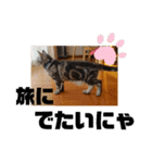 ルナくん3 アメリカンショートヘア（個別スタンプ：26）