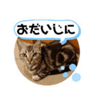 ルナくん3 アメリカンショートヘア（個別スタンプ：28）