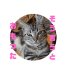 ルナくん3 アメリカンショートヘア（個別スタンプ：34）