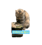 触らせてくれない野良猫グッドとラッキー（個別スタンプ：4）