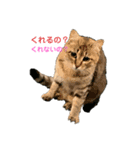 触らせてくれない野良猫グッドとラッキー（個別スタンプ：6）