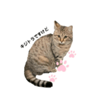 触らせてくれない野良猫グッドとラッキー（個別スタンプ：7）