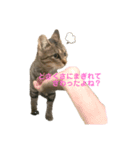 触らせてくれない野良猫グッドとラッキー（個別スタンプ：8）