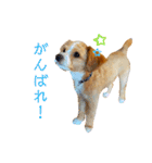どんぐりまなこのなつお君（個別スタンプ：12）