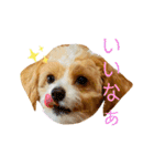 どんぐりまなこのなつお君（個別スタンプ：17）