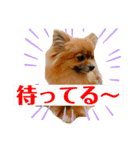 ふりかけちゃん日常使いスタンプ（個別スタンプ：5）