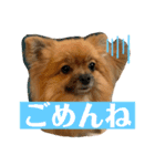 ふりかけちゃん日常使いスタンプ（個別スタンプ：15）