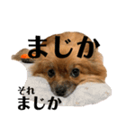 ふりかけちゃん日常使いスタンプ（個別スタンプ：16）