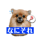 ふりかけちゃん日常使いスタンプ1（個別スタンプ：1）