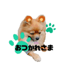 ふりかけちゃん日常使いスタンプ1（個別スタンプ：2）