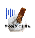 ふりかけちゃん日常使いスタンプ1（個別スタンプ：5）