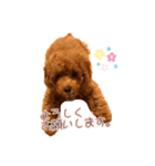 癒しのプーちゃんスタンプ⑴（個別スタンプ：5）