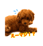 癒しのプーちゃんスタンプ⑴（個別スタンプ：8）