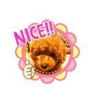 癒しのプーちゃんスタンプ⑴（個別スタンプ：12）