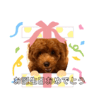 癒しのプーちゃんスタンプ⑴（個別スタンプ：14）