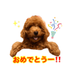 癒しのプーちゃんスタンプ⑴（個別スタンプ：16）