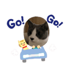 ニャンニャンメッセージ（個別スタンプ：5）