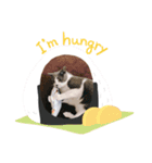 ニャンニャンメッセージ（個別スタンプ：8）