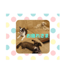 毎日ワンコ③（個別スタンプ：4）
