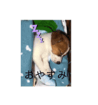 ジャックラッセルのジャック日和（個別スタンプ：2）