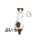 ジャックラッセルのジャック日和（個別スタンプ：8）