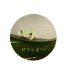 かえるのかえちゃん（個別スタンプ：4）