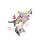 猫好きの日常会話（シフォン①）（個別スタンプ：3）