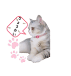 猫好きの日常会話（シフォン①）（個別スタンプ：4）